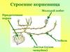 Строение корневища