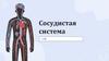 Сосудистая система. Логическая задача