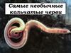 Самые необычные кольчатые черви