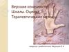 Верхние конечности  (часть 2)
