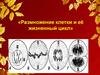 Размножение клетки и её жизненный цикл