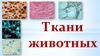 Ткани животных