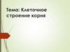 Клеточное строение корня