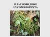 Плауновидные. Lycopodiophyta