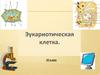 Эукариотическая клетка. 10 класс