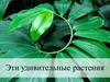 Эти удивительные растения