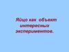 Яйцо как объект интересных экспериментов
