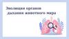 Эволюция органов дыхания животного мира