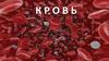 Кровь. Состав крови