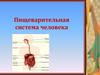 Пищеварительная система человека