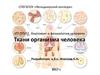 Ткани организма человека