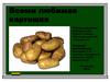 Исследовательская работа "Картофель"