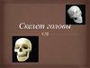 Скелет головы