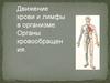 Движение крови и лимфы в организме. Органы кровообращения