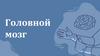 Головной мозг