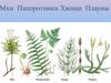 Мхи. Папоротники. Хвощи. Плауны