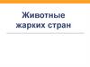 Животные жарких стран