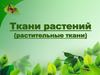 Ткани растений