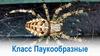 Класс Паукообразные
