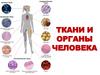 Ткани и органы человека. 4 типа ткани человеческого организма