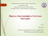 Вирусы. Бактериофаги. Генетика бактерий