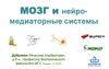 Мозг и нейромедиаторные системы