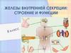 Железы внутренней секреции: строение и функции