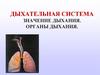 Дыхательная система. Значение дыхания. Органы дыхания