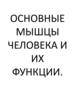 Основные мышцы человека и их функции