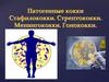 Патогенные кокки Стафилококки. Стрептококки. Менингококки. Гонококки