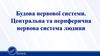 Будова нервової системи. Центральна та периферична нервова система людини