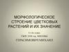 Морфологическое строение цветковых растений и их значение