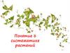 Понятие о систематике растений