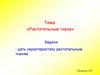 Растительные ткани. Меристематические (образовательные) ткани