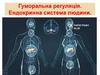 Гуморальна регуляція. Ендокринна система людини
