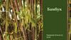 Бамбук обыкновенный (лат. Bambusa vulgaris)