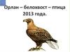 Орлан - белохвост