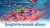 Энергетический обмен
