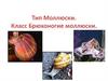 Тип Моллюски. Класс Брюхоногие моллюски