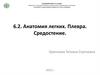 Анатомия легких. Плевра. Средостение. Тема 6.2