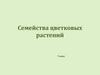 Семейства цветковых растений. 7 класс