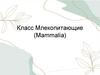 Класс Млекопитающие (Mammalia)