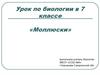 Моллюски. Урок по биологии в 7 классе