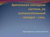Зрительная сенсорная система, её вспомогательный аппарат - глаз
