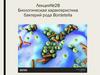 Биологическая характеристика бактерий рода Bordetella  (лекция № 28)