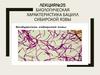Сибирская язва. Биологическая характеристика бацилл