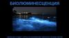 Биолюминесценция. Что такое биолюминесценция?