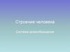 Строение человека. Система кровообращения. Роль крови