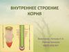 Внутреннее строение корня