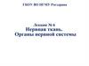 Нервная ткань. Органы нервной системы. Лекция №6